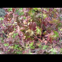 Bromus Sitchensis (fam Poacees) (02)